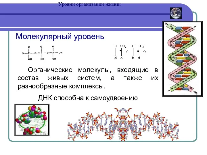 Уровни организации жизни: Молекулярный уровень Органические молекулы, входящие в состав живых