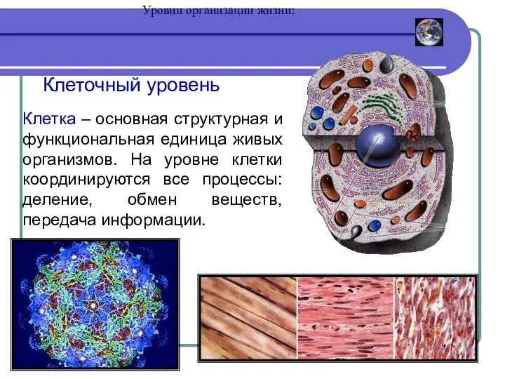 Уровни организации жизни: Клеточный уровень Клетка – основная структурная и функциональная