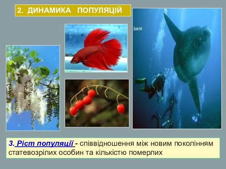 3. Ріст популяції - співвідношення між новим поколінням статевозрілих особин та кількістю померлих 2. ДИНАМИКА ПОПУЛЯЦІЙ