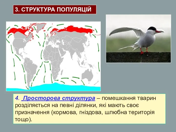 4. Просторова структура – помешкання тварин розділяється на певні ділянки, які