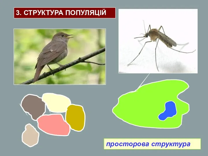 просторова структура 3. СТРУКТУРА ПОПУЛЯЦІЙ