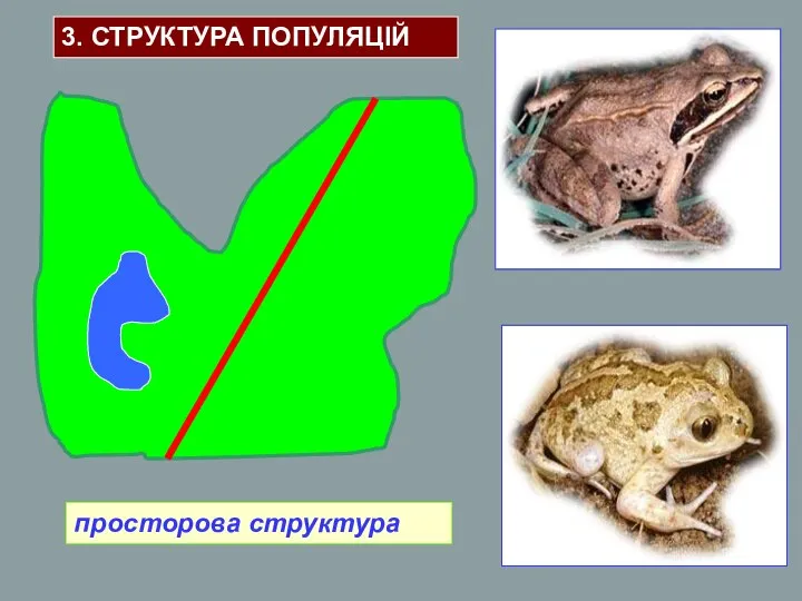 просторова структура 3. СТРУКТУРА ПОПУЛЯЦІЙ