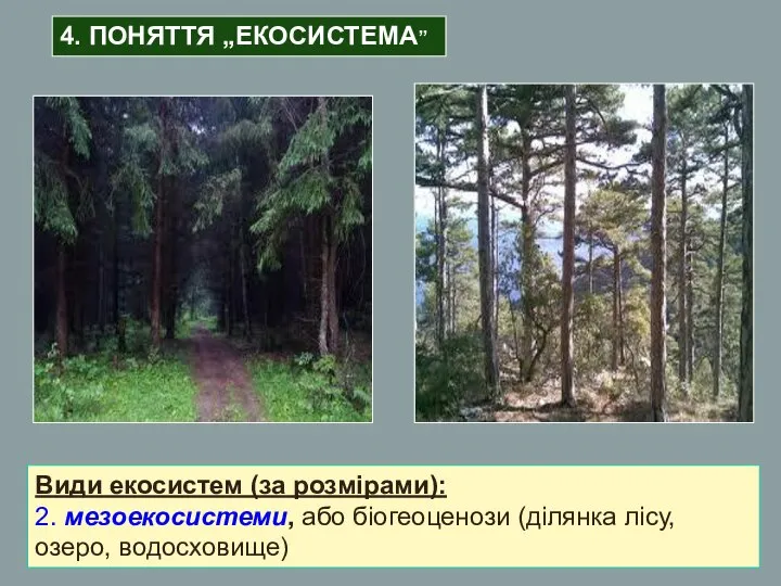 Види екосистем (за розмірами): 2. мезоекосистеми, або біогеоценози (ділянка лісу, озеро, водосховище) 4. ПОНЯТТЯ „ЕКОСИСТЕМА”