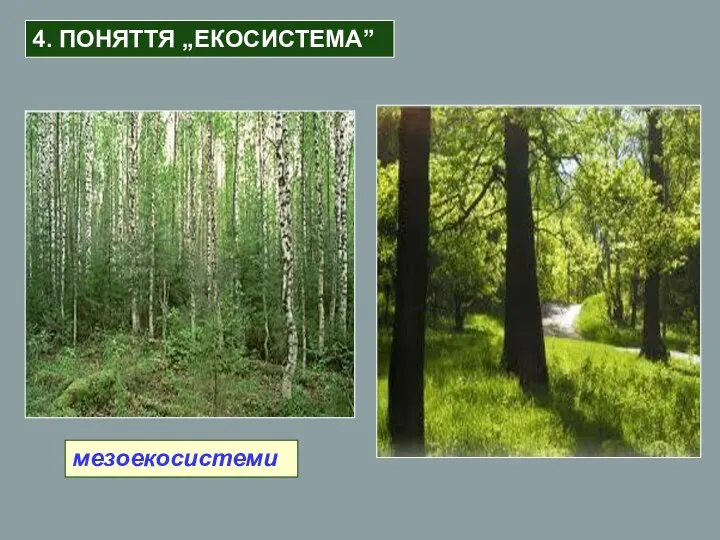 мезоекосистеми 4. ПОНЯТТЯ „ЕКОСИСТЕМА”