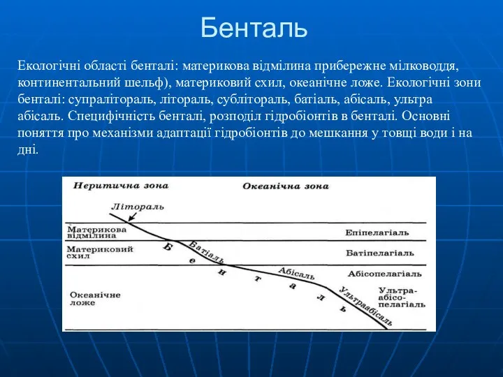 Бенталь Екологічні області бенталі: материкова відмілина прибережне мілководдя, континентальний шельф), материковий