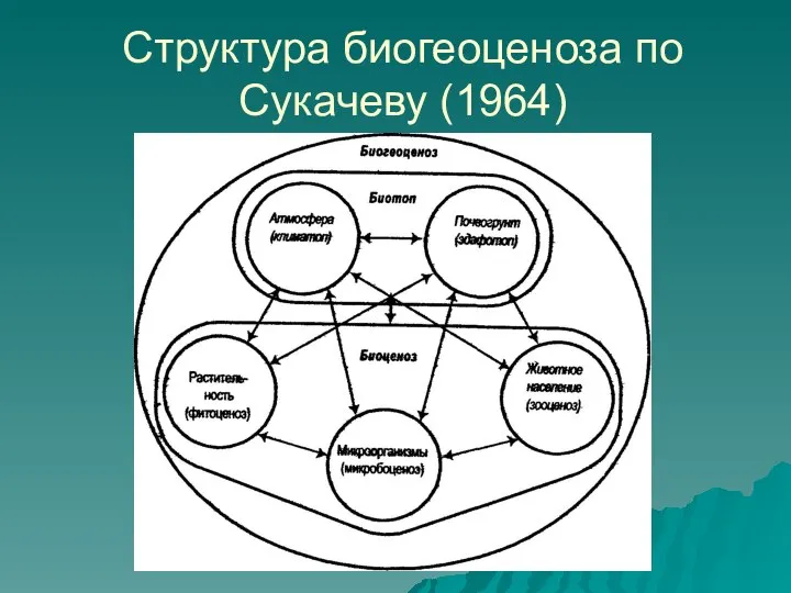 Структура биогеоценоза по Сукачеву (1964)