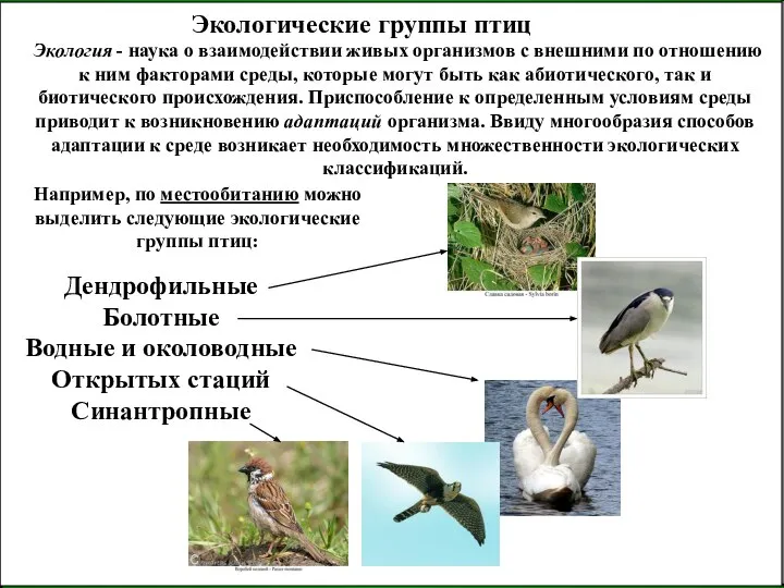 Экологические группы птиц Экология - наука о взаимодействии живых организмов с