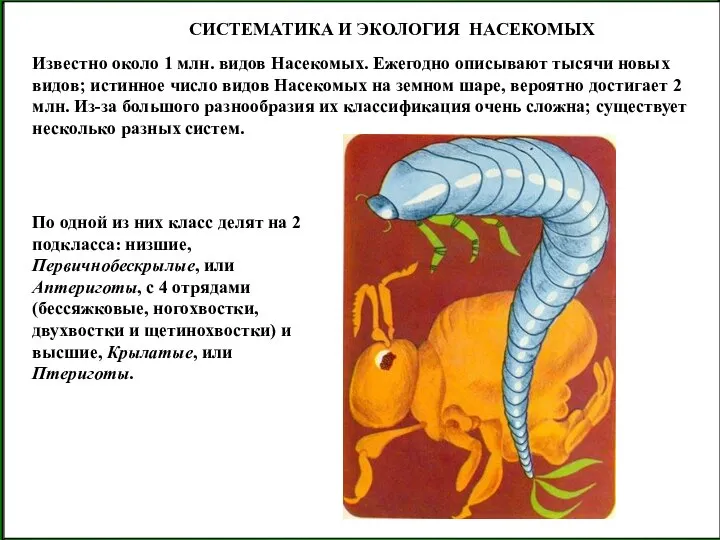 СИСТЕМАТИКА И ЭКОЛОГИЯ НАСЕКОМЫХ Известно около 1 млн. видов Насекомых. Ежегодно