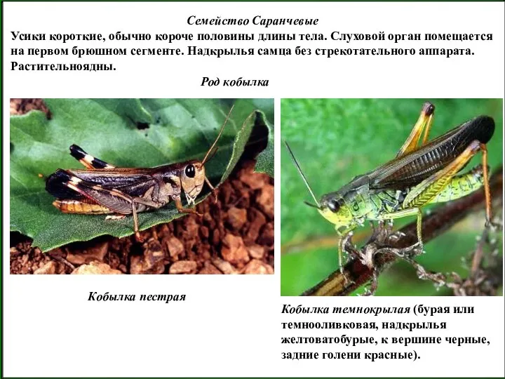 Семейство Саранчевые Усики короткие, обычно короче половины длины тела. Слуховой орган