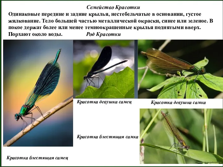 Семейство Красотки Одинаковые передние и задние крылья, нестебельчатые в основании, густое