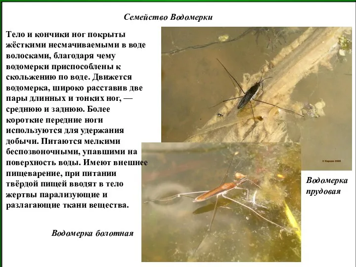 Семейство Водомерки Водомерка прудовая Водомерка болотная Тело и кончики ног покрыты