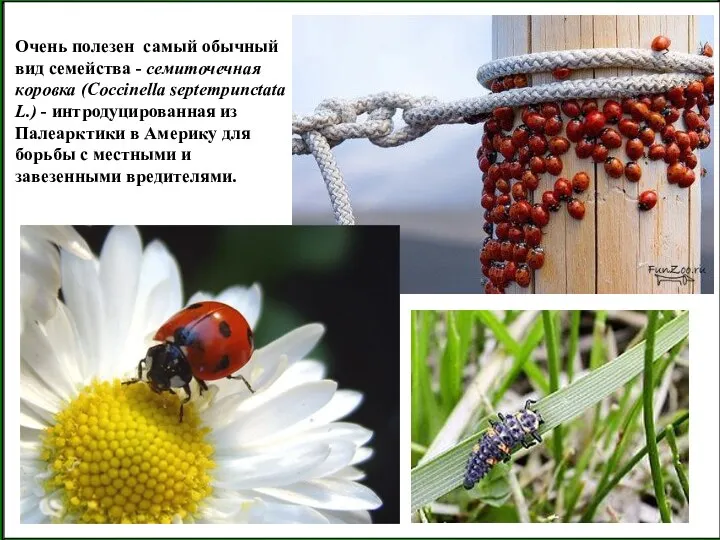 Очень полезен самый обычный вид семейства - семиточечная коровка (Coccinella septempunctata