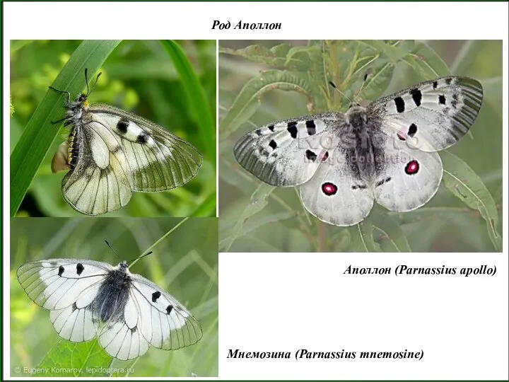 Род Аполлон Мнемозина (Parnassius mnemosine) Аполлон (Parnassius apollo)