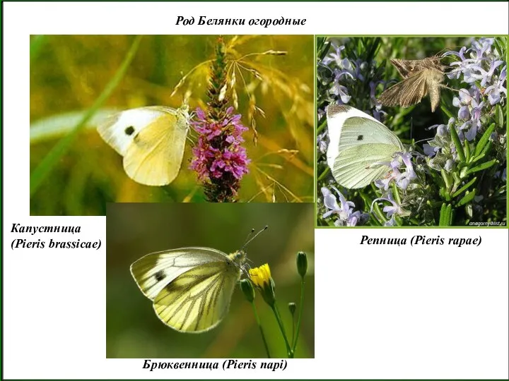 Род Белянки огородные Капустница (Pieris brassicae) Репница (Pieris rapae) Брюквенница (Pieris napi)