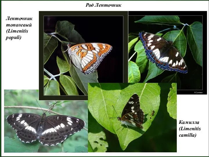 Род Ленточник Ленточник тополевый (Limenitis populi) Камилла (Limenitis camilla)