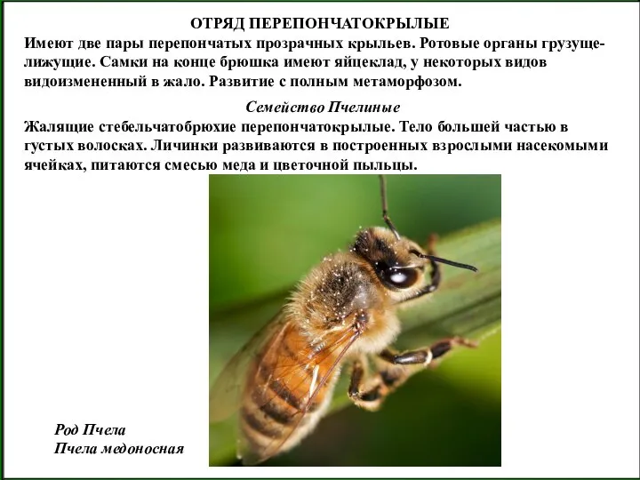 ОТРЯД ПЕРЕПОНЧАТОКРЫЛЫЕ Имеют две пары перепончатых прозрачных крыльев. Ротовые органы грузуще-лижущие.