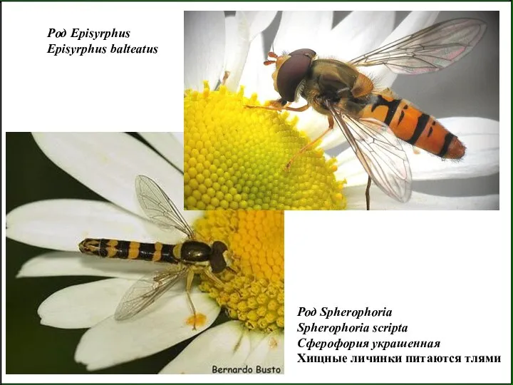 Род Episyrphus Episyrphus balteatus Род Spherophoria Spherophoria scripta Сферофория украшенная Хищные личинки питаются тлями