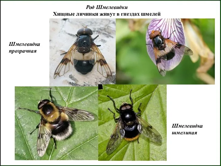 Шмелевидка шмелиная Род Шмелевидки Хищные личинки живут в гнездах шмелей Шмелевидка прозрачная