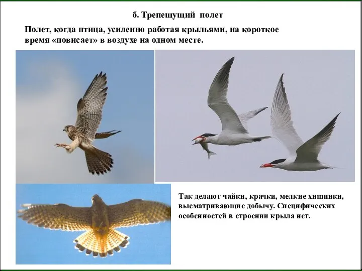 б. Трепещущий полет Полет, когда птица, усиленно работая крыльями, на короткое