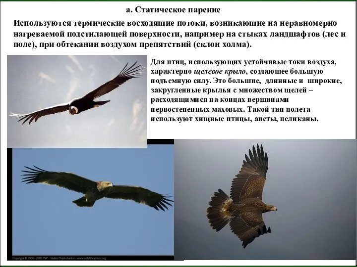 а. Статическое парение Используются термические восходящие потоки, возникающие на неравномерно нагреваемой