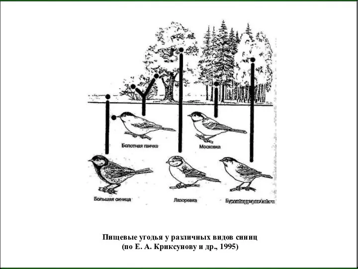 Пищевые угодья у различных видов синиц (по Е. А. Криксунову и др., 1995)