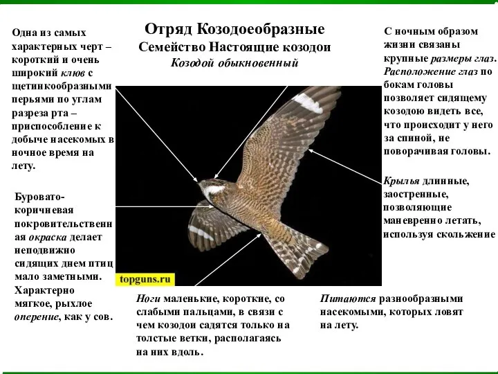 Отряд Козодоеобразные Семейство Настоящие козодои Козодой обыкновенный Одна из самых характерных