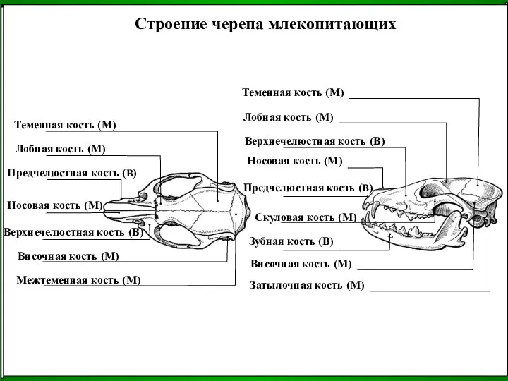 Строение черепа млекопитающих Теменная кость (М) Затылочная кость (М) Височная кость