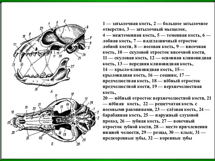 1 — затылочная кость, 2 — большое затылочное отверстие, 3 —