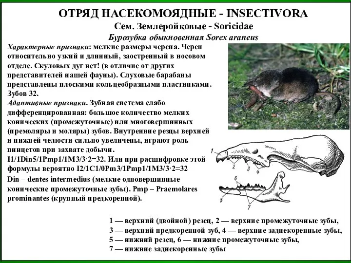 ОТРЯД НАСЕКОМОЯДНЫЕ - INSECTIVORA Сем. Землеройковые - Soricidae Бурозубка обыкновенная Sorex