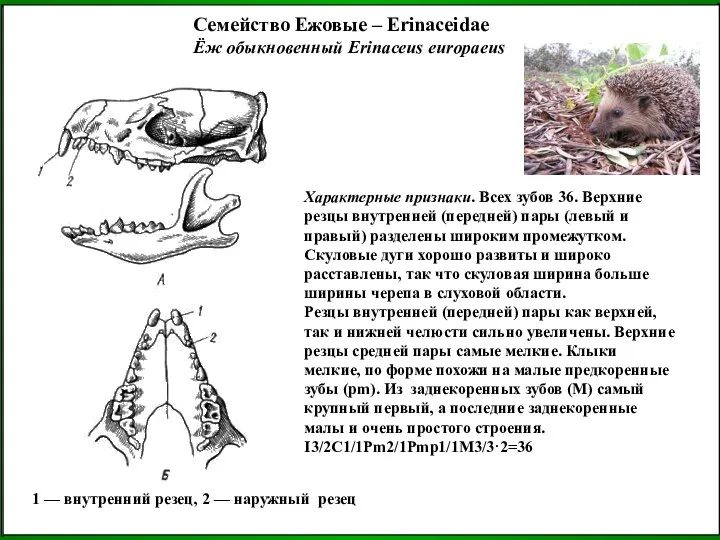 Семейство Ежовые – Erinaceidae Ёж обыкновенный Erinaceus europaeus Характерные признаки. Всех