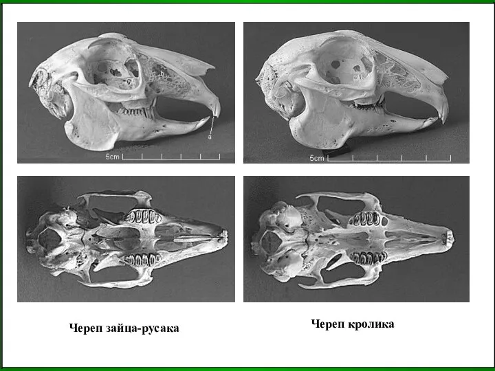 Череп зайца-русака Череп кролика