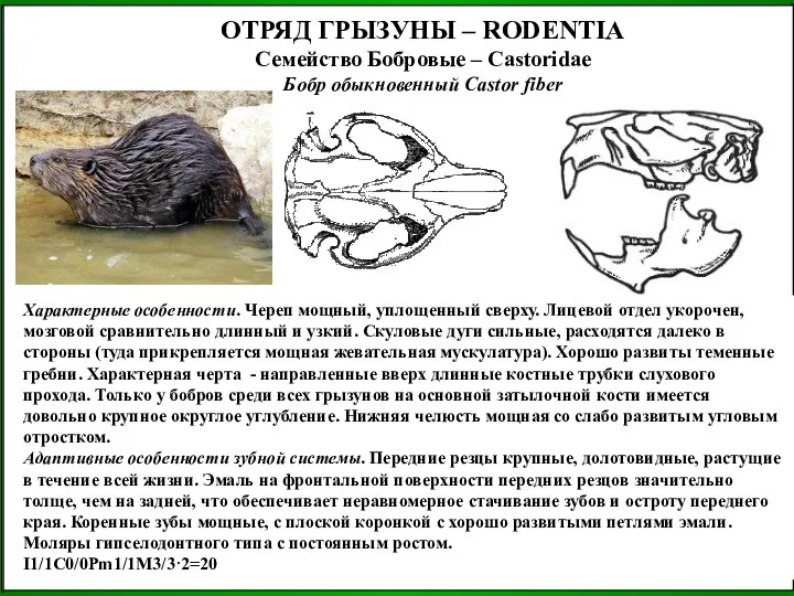 ОТРЯД ГРЫЗУНЫ – RODENTIA Семейство Бобровые – Castoridae Бобр обыкновенный Castor