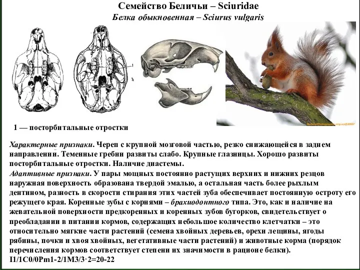 Семейство Беличьи – Sciuridae Белка обыкновенная – Sciurus vulgaris 1 —