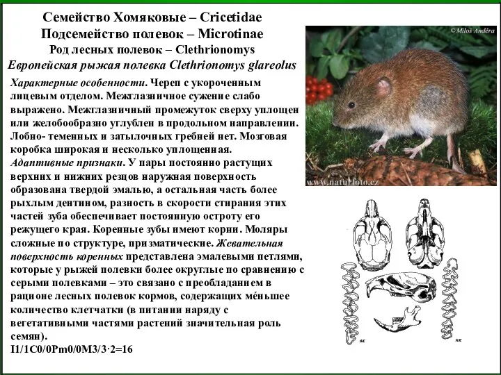 Семейство Хомяковые – Cricetidae Подсемейство полевок – Microtinae Род лесных полевок