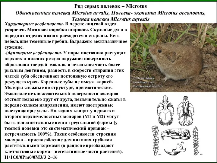 Род серых полевок – Microtus Обыкновенная полевка Microtus arvalis, Полевка- экономка