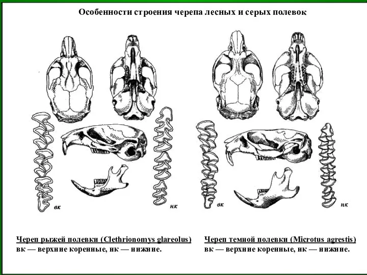 Череп темной полевки (Microtus agrestis) вк — верхние коренные, нк —