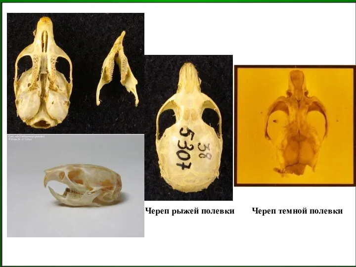 Череп рыжей полевки Череп темной полевки