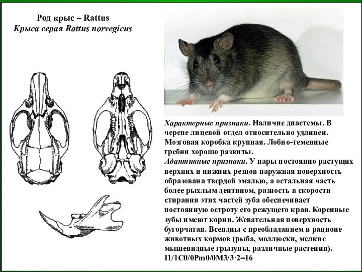 Род крыс – Rattus Крыса серая Rattus norvegicus Характерные признаки. Наличие