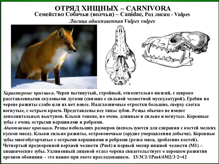 ОТРЯД ХИЩНЫХ – CARNIVORA Семейство Собачьи (волчьи) – Canidae, Род лисиц