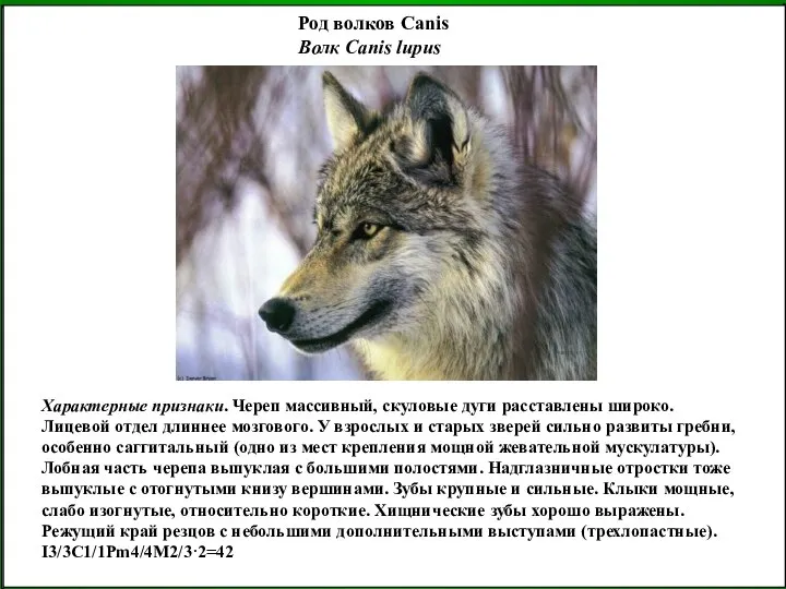 Род волков Canis Волк Canis lupus Характерные признаки. Череп массивный, скуловые