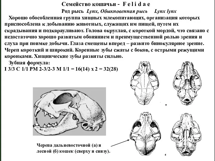 Хорошо обособленная группа хищных млекопитающих, организация которых приспособлена к добыванию животных,