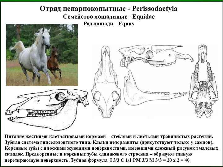 Питание жесткими клетчатковыми кормами – стеблями и листьями травянистых растений. Зубная