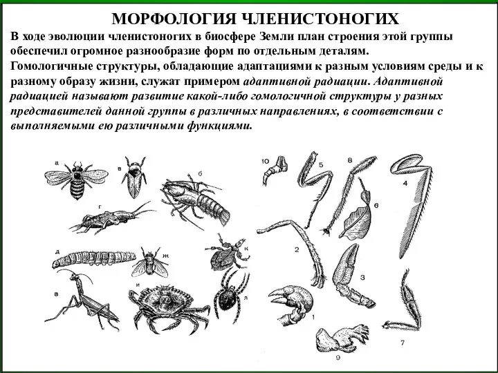 МОРФОЛОГИЯ ЧЛЕНИСТОНОГИХ В ходе эволюции членистоногих в биосфере Земли план строения