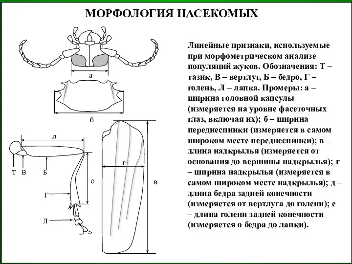 Линейные признаки, используемые при морфометрическом анализе популяций жуков. Обозначения: Т –