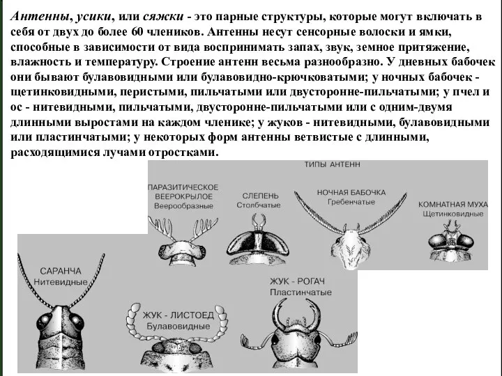 Антенны, усики, или сяжки - это парные структуры, которые могут включать