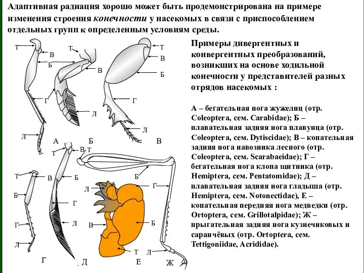 Адаптивная радиация хорошо может быть продемонстрирована на примере изменения строения конечности