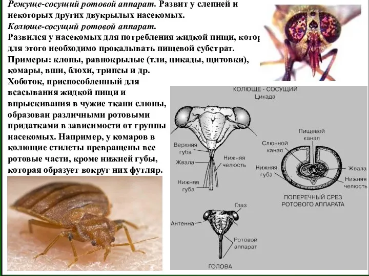 Колюще-сосущий ротовой аппарат. Развился у насекомых для потребления жидкой пищи, которым