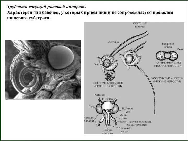 Трубчато-сосущий ротовой аппарат. Характерен для бабочек, у которых приём пищи не сопровождается проколом пищевого субстрата.