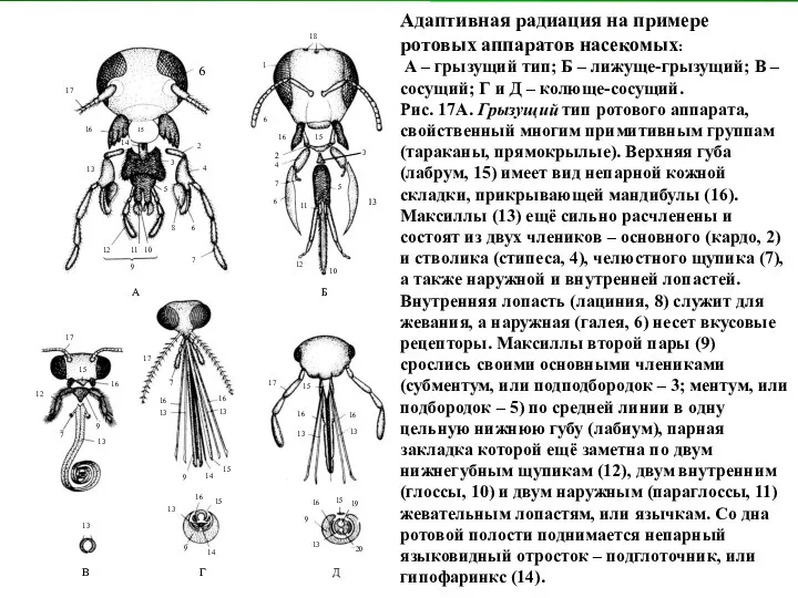 Адаптивная радиация на примере ротовых аппаратов насекомых: А – грызущий тип;