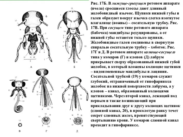 Рис. 17Б. В лижуще-грызущем ротовом аппарате (пчела) сросшиеся глоссы дают длинный